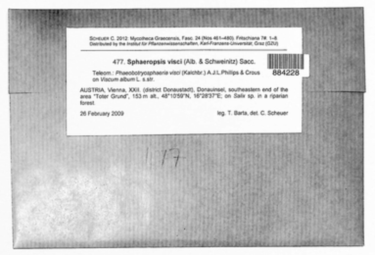 Botryosphaeria visci image